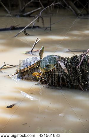 Fresh Water Soft-shell Turtles In The Mangrove Forest Of Damas Island, Costa Rica