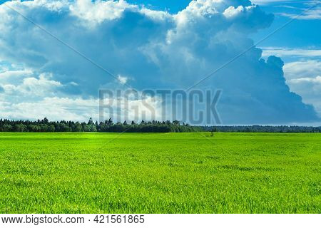 Sky And Grass Background, Fresh Green Fields Under The Blue Sky