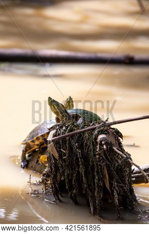 Fresh Water Soft-shell Turtles In The Mangrove Forest Of Damas Island, Costa Rica