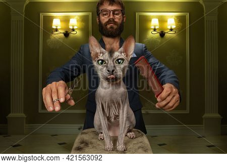 The groomer cuts a punk style of a sphinx cat, cuts a mohawk with scissors. The cat shows his tongue, expressing his displeasure