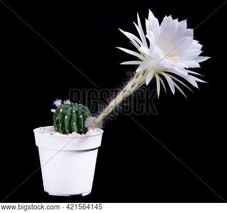 Echinopsis Cactus With White Flower Blooming In Planting Pot