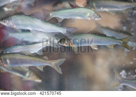 Capelin Fresh Fish, Hypomesus Japonicus, Mallotus Villosus
