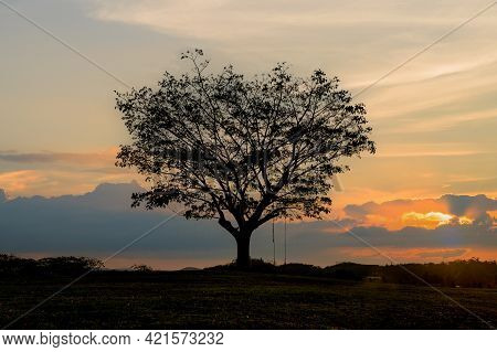Silhouette Large Samanea Saman Tree With Sunset Background
