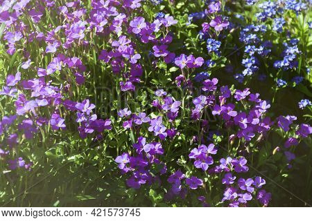 Aubrieta, Aubrieta Lat. Aubrieta Purple Blooms In The Garden In Summer. A Bed Of Small Purple Flower
