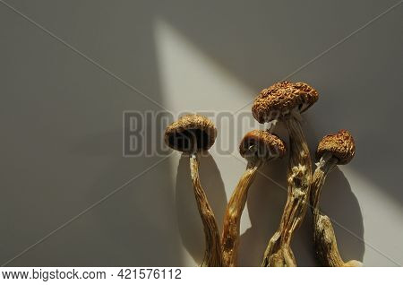 Psilocybe Cubensis Mushrooms On White Background. Psilocybin Psychedelic Magic Mushrooms Golden Teac