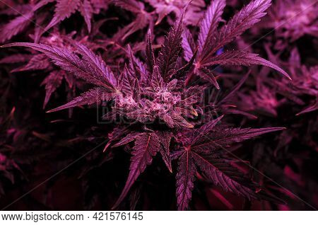 Cannabis Bush Close-up In Grow Box With Led Phyto Lamp. Pink Neon Grow Light. Micro Growing.