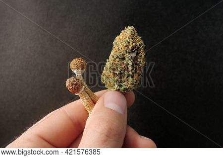 Micro-dosing Concept. Dried Psilocybe Mushroom And Cannabis Bud In Man's Hand On Black Background. P