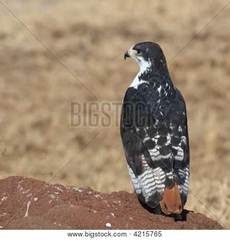 Augur Bussard