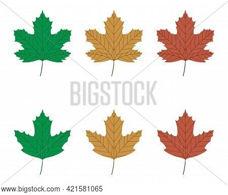 Vector Illustration Of Green, Yellow And Red Sycamore Leaves Isolated On White Background. Maple Lea