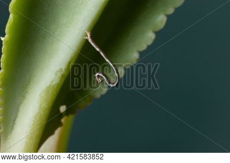 Geometrid Caterpillar On A Green Leaf Stock Photo