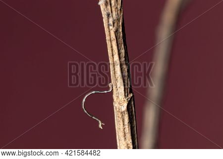 Geometrid Caterpillar Role On A Branch Stock Photo