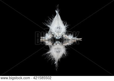 Sphrageidus Similis The Gold Tail Moth A Perfect Reflexion Stock Photo