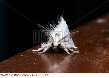 Sphrageidus Similis The Gold Tail Moth Front View Stock Photo