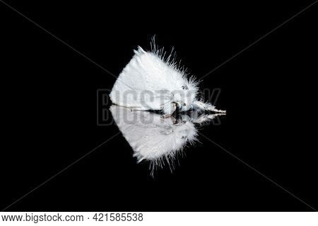 Sphrageidus Similis The Gold Tail Moth Stock Photo