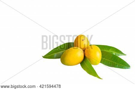 Fully Ripen Alphonoso Mangoes With Its Leaves Isolated On White Background. Used Differential Focus.