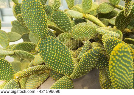 Blind Prickly Pear Cactus Or Opuntia Rufida In The Botanical Garden.