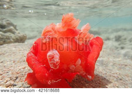 Juvenile Spanish Dancer (hexabranchus Sanguineus)