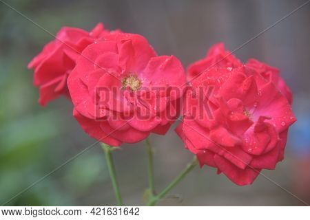 Red Rose Flowers In The Gardens, Flowers Blur Background