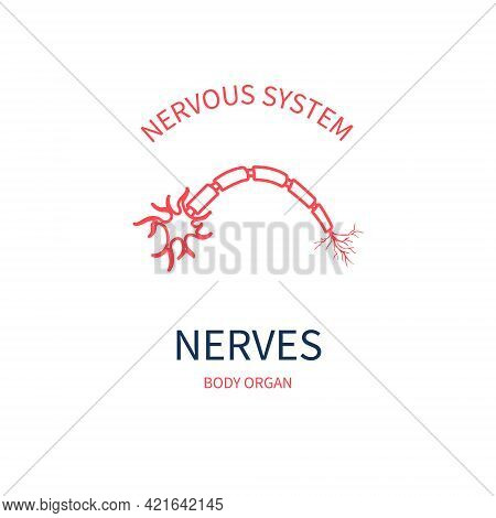 Nerve Medical Diagram Of Nervous Body System