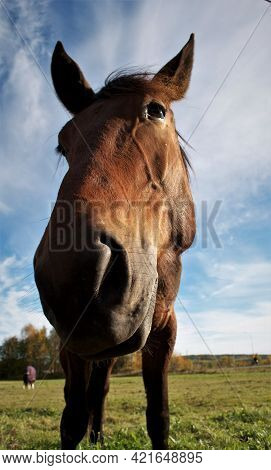 Portrait Of Horse Colt At Sky Background