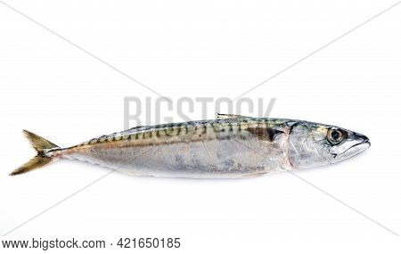 Mackerel Fish In Front Of White Background