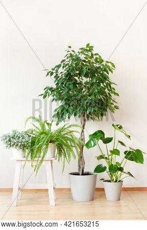 houseplants ficus benjamina, fittonia, monstera, nephrolepis in flowerpots