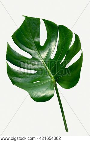 Monstera delicosa plant leaf on a white background mockup