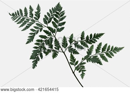 Fresh green leatherleaf fern isolated on an off white background
