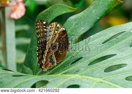 Macro Beautiful Butterfly Morpho Helenor Close Up