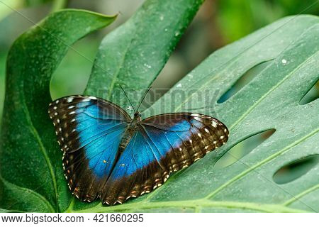 Macro Beautiful Butterfly Morpho Helenor Close Up