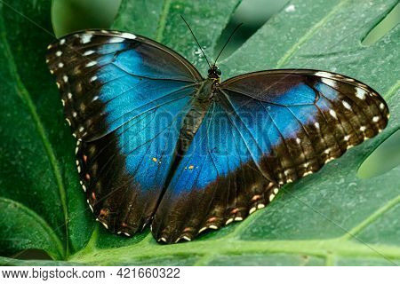 Macro Beautiful Butterfly Morpho Helenor Close Up