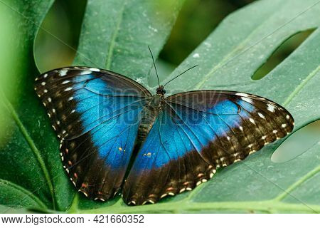 Macro Beautiful Butterfly Morpho Helenor Close Up