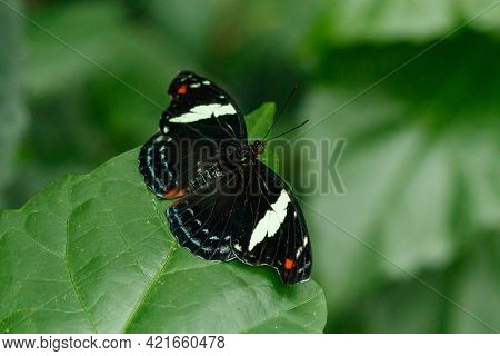 Macro Beautiful Butterfly Papilio Aegeus Close Up