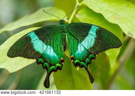 Macro Beautiful Butterfly Papilio Palinurus Close Up