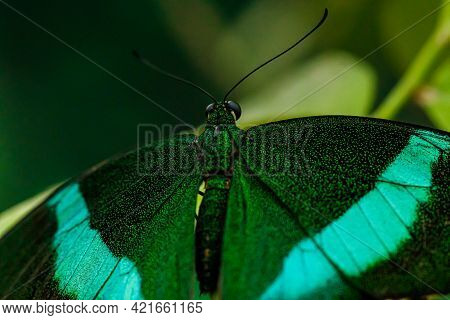 Macro Beautiful Butterfly Papilio Palinurus Close Up