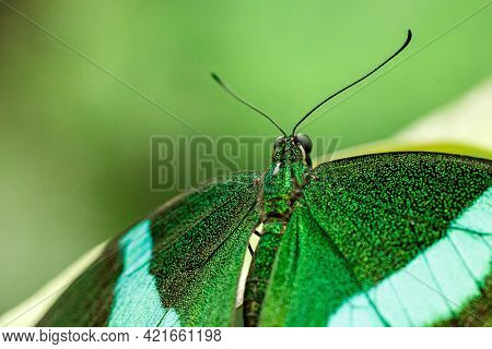 Macro Beautiful Butterfly Papilio Palinurus Close Up