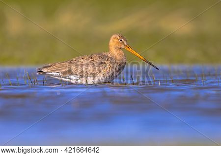 Black-tailed Godwit (limosa Limosa) Wader Bird Walking In Shallow Water Of Wetland And Looking In Th