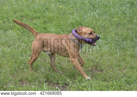 Cute American Pit Bull Terrier Puppy Is Running With Dog Ring On A Green Grass In The Summer Park. P