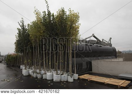 In A Tree Nursery Or Arboriculture, Plant And Tree Breeding