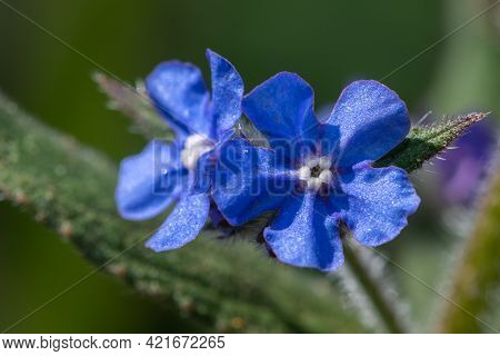Green Alkanet (pentaglottis Sempervirens) Plant