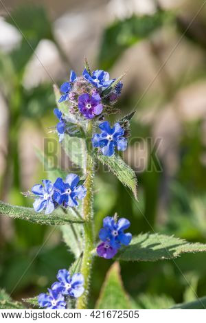 Green Alkanet (pentaglottis Sempervirens) Plant