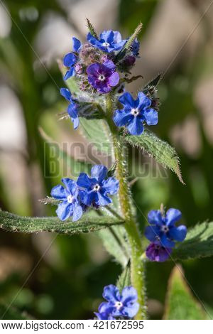 Green Alkanet (pentaglottis Sempervirens) Plant
