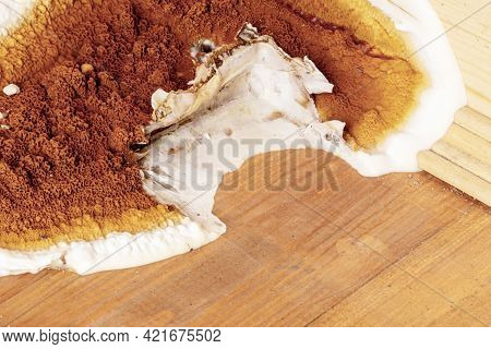 A Large Growing Fungus Serpula Lacrymans On The Walls And Floor Of A Residential Building. It Is The