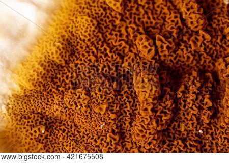 An Element Of A Growing Fungus Serpula Lacrymans On Walls And Floors In A Residential Building. It I