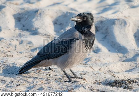 Hooded Crow, Corvus Cornix Is A Eurasian Bird Species In The Genus Corvus