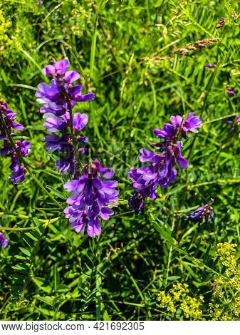Stock Foto Field Colors In Summer In The Field