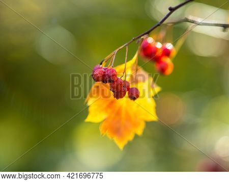 Autumn Hawthorn Branch With Red Berries And Yellow Green Leaves On A Blury Background. Autumn Leaf C