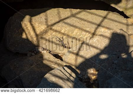 A Lizard Camouflaged On Rock At The Termessos Ruins Near Antalya, Turkey.