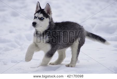 Little lord snow
