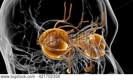 Human Eyes Anatomy For Medical Concept 3D